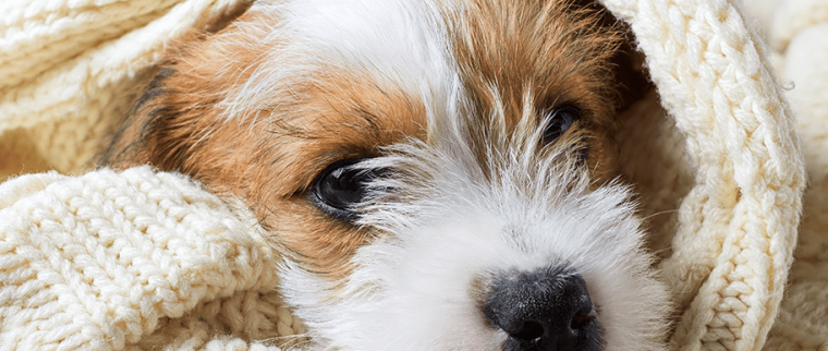 Chien plaide
